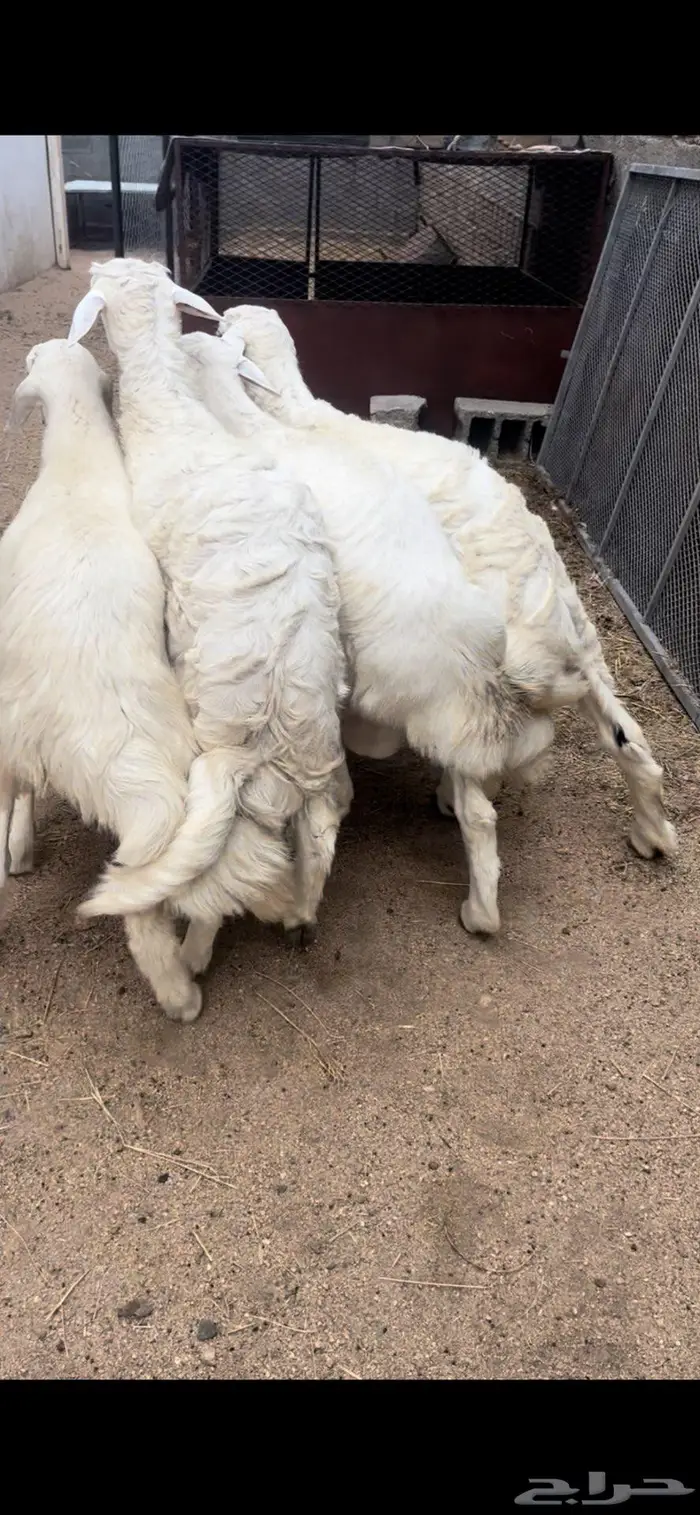 خرفان جبره ذبايح 1