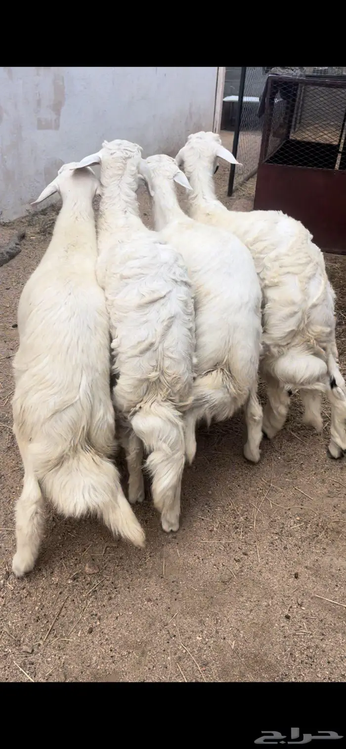 خرفان جبره ذبايح 0