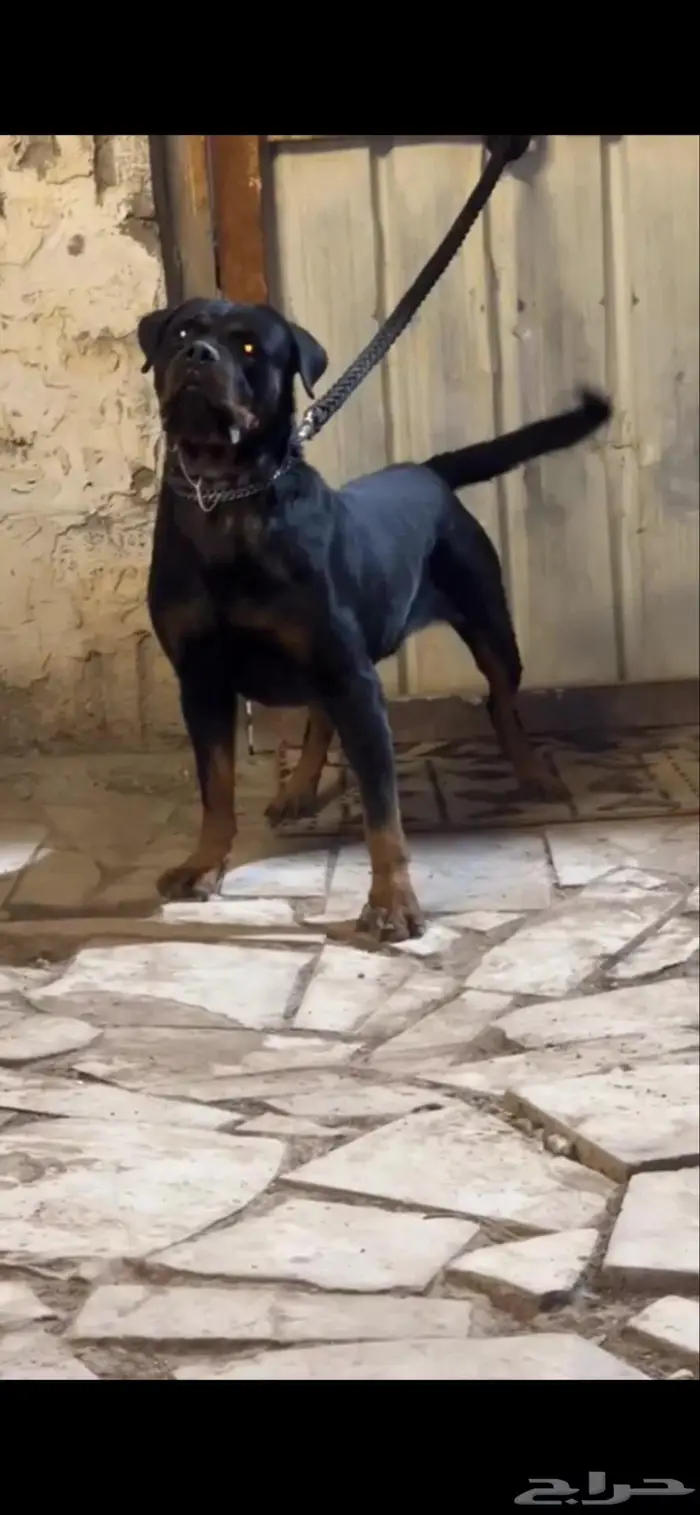 ذكر روت وايلر 2