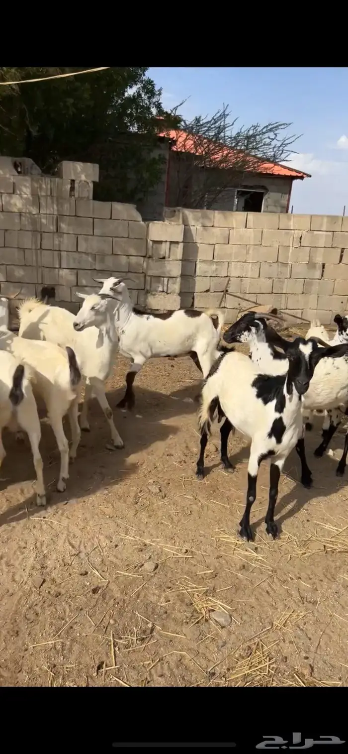 ماعز. تم البيع 1