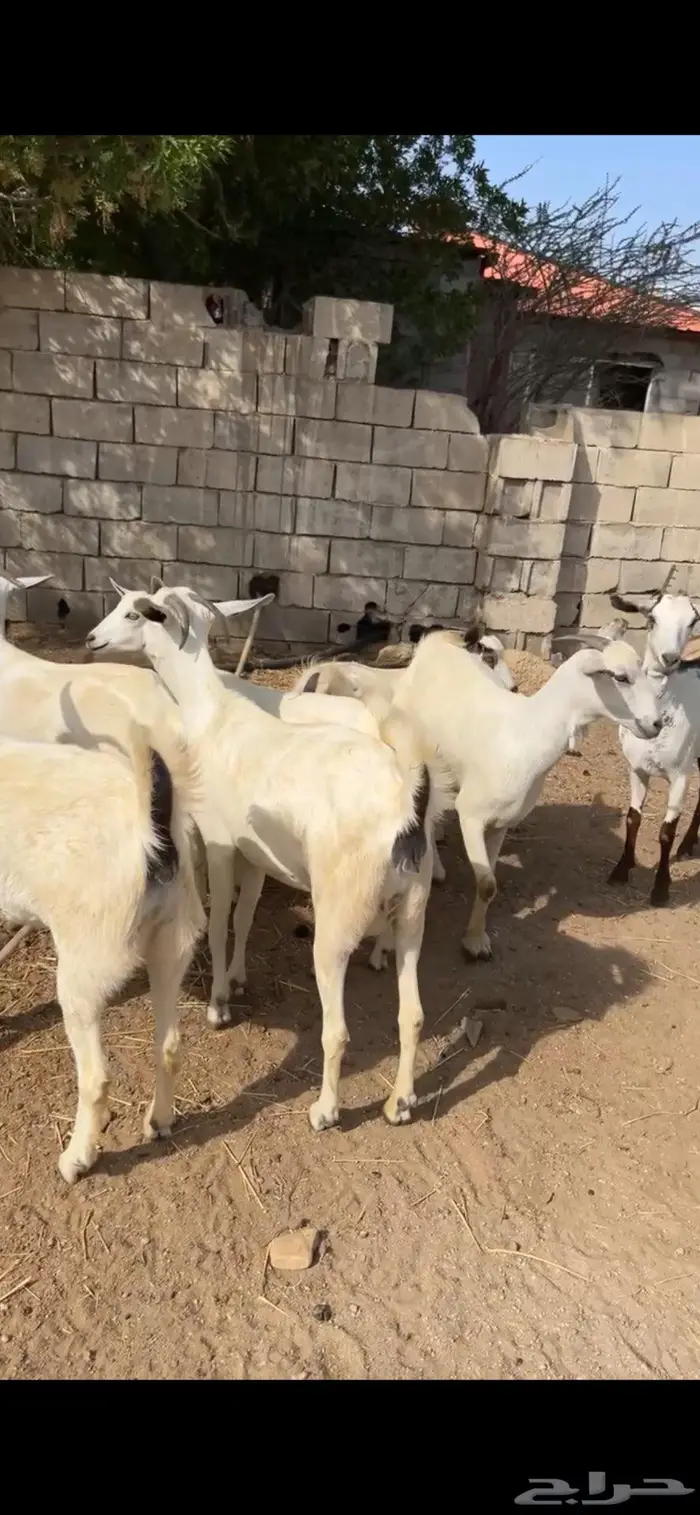 ماعز. تم البيع 2