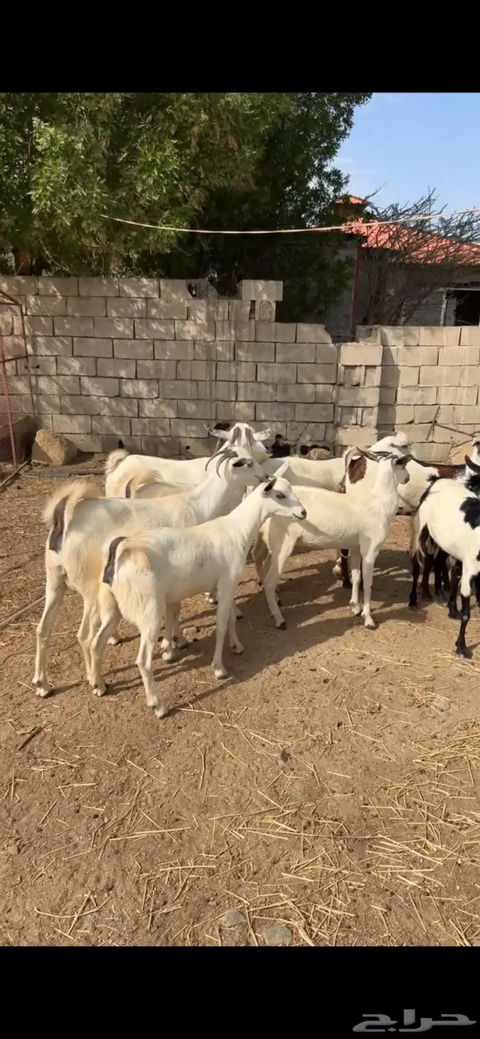 ماعز. تم البيع 0