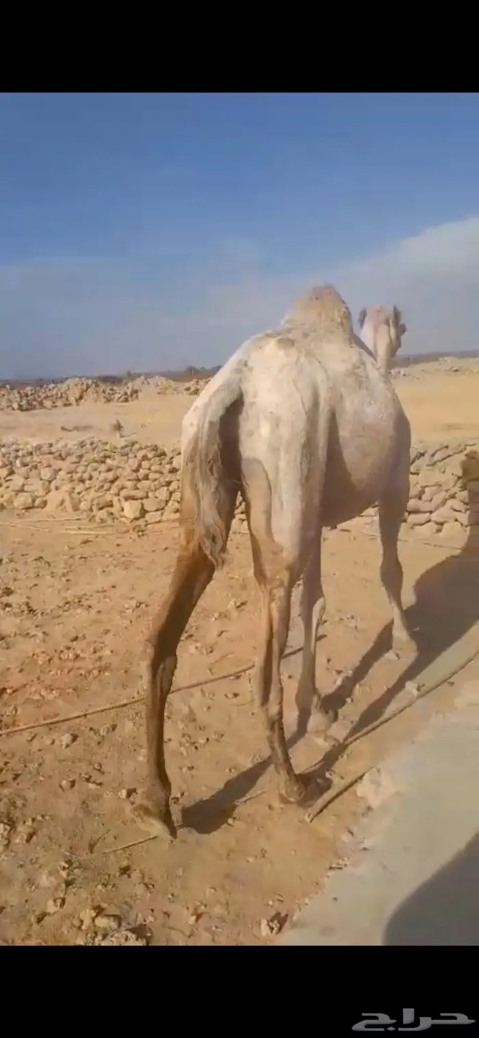 للبيع ناقه لقحه 0