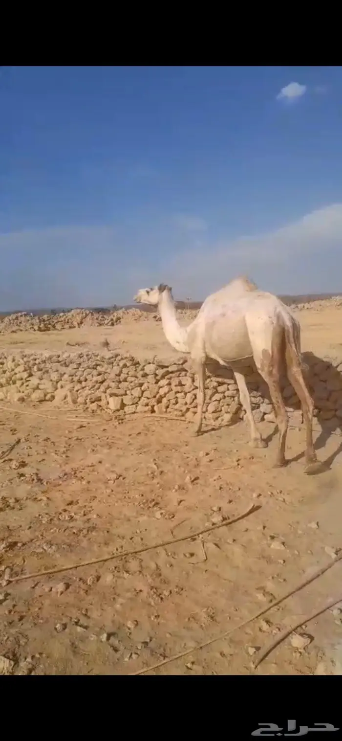 للبيع ناقه لقحه 1