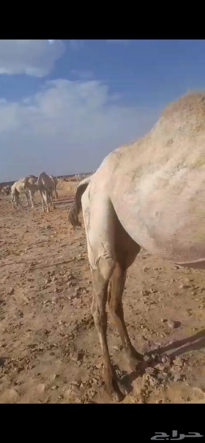 للبيع ناقه لقحه 2