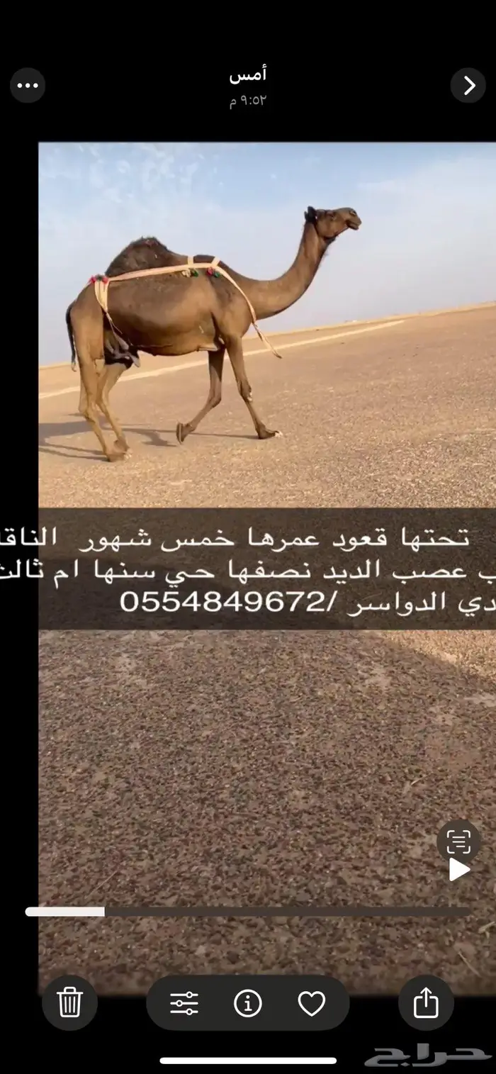 وادي الدواسر 2