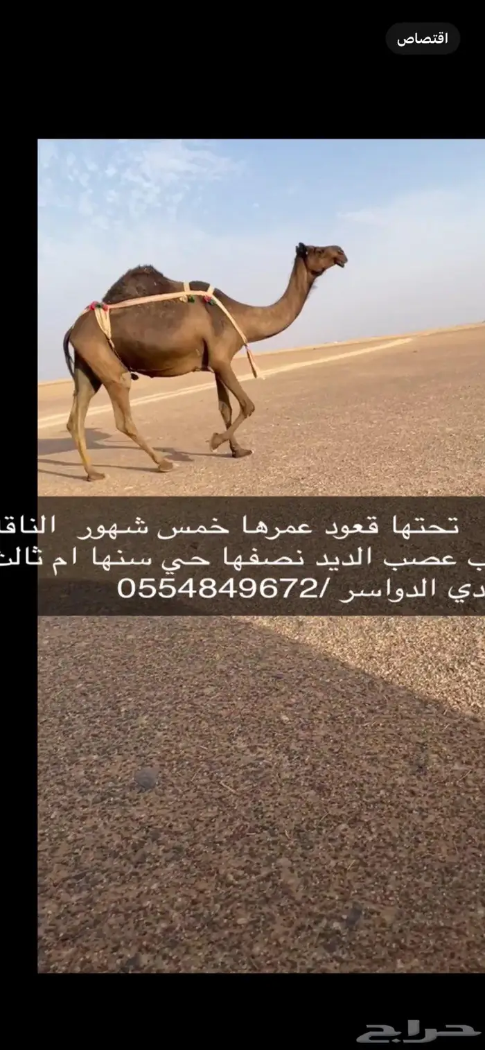 وادي الدواسر 0