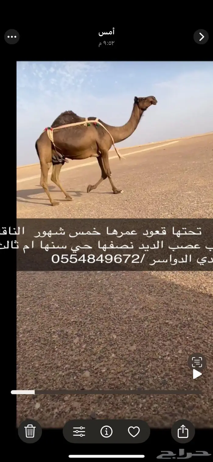 وادي الدواسر 3