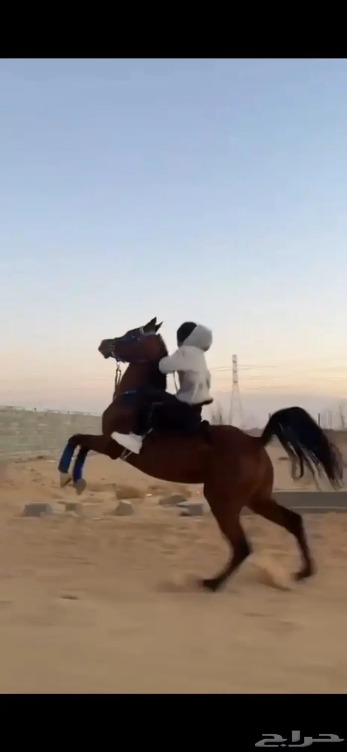 حصان واهو 0