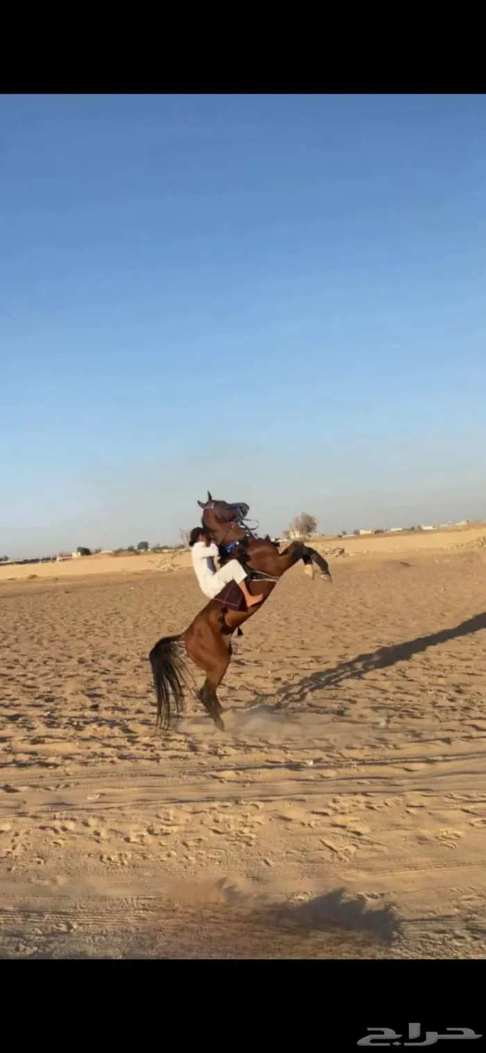 حصان واهو 2