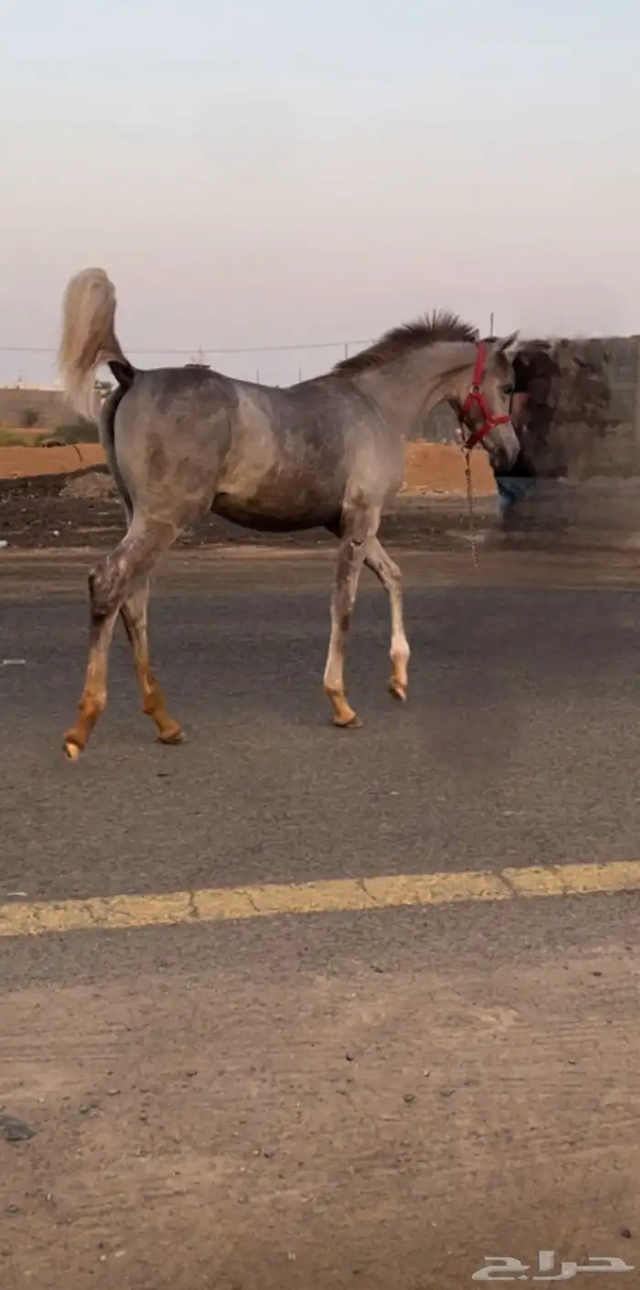 مهره واهو 2