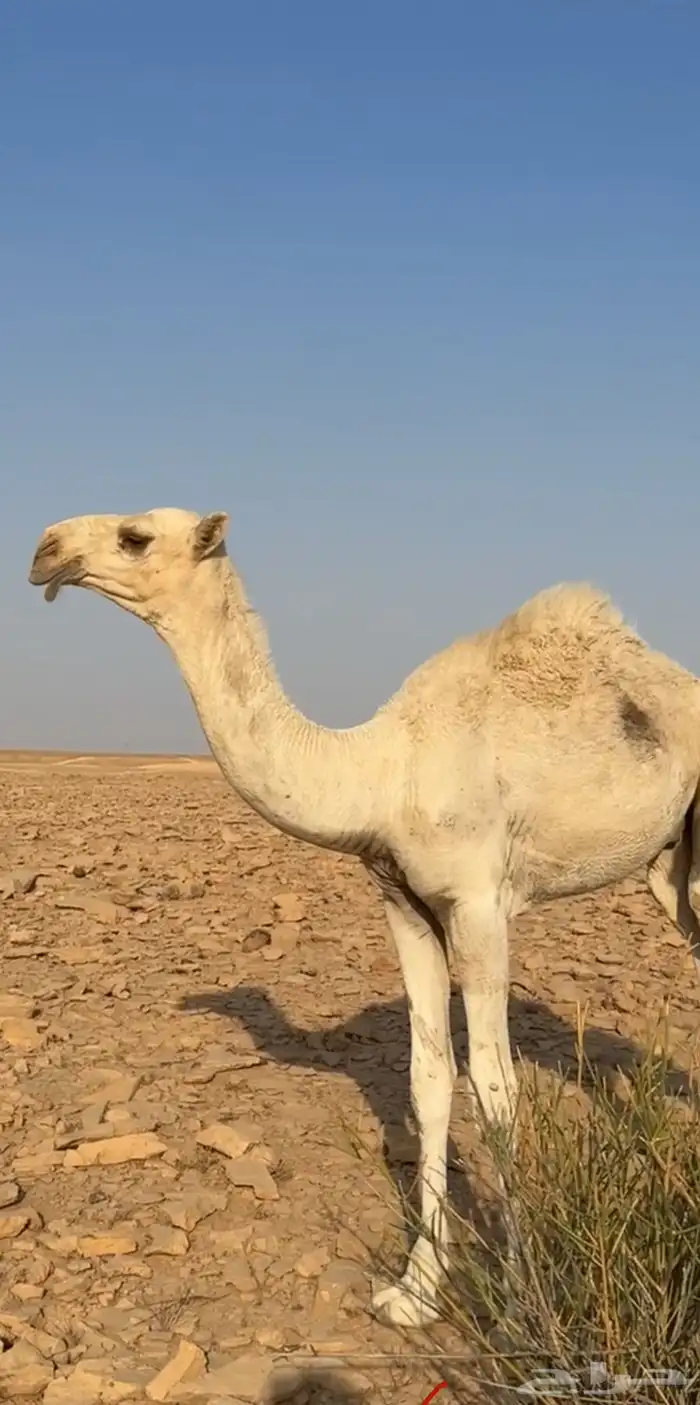 قعود باتلي على بعير بن دلمخ 0