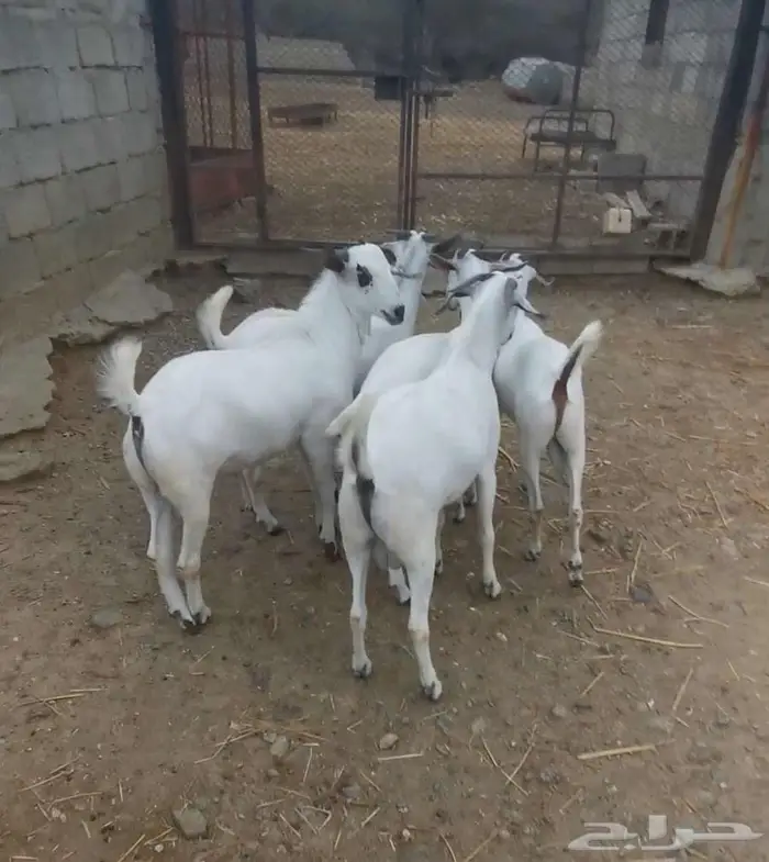 ذبايح تيوس بيشية 0