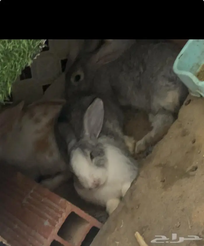 مجموعة ارانب للبيع 3