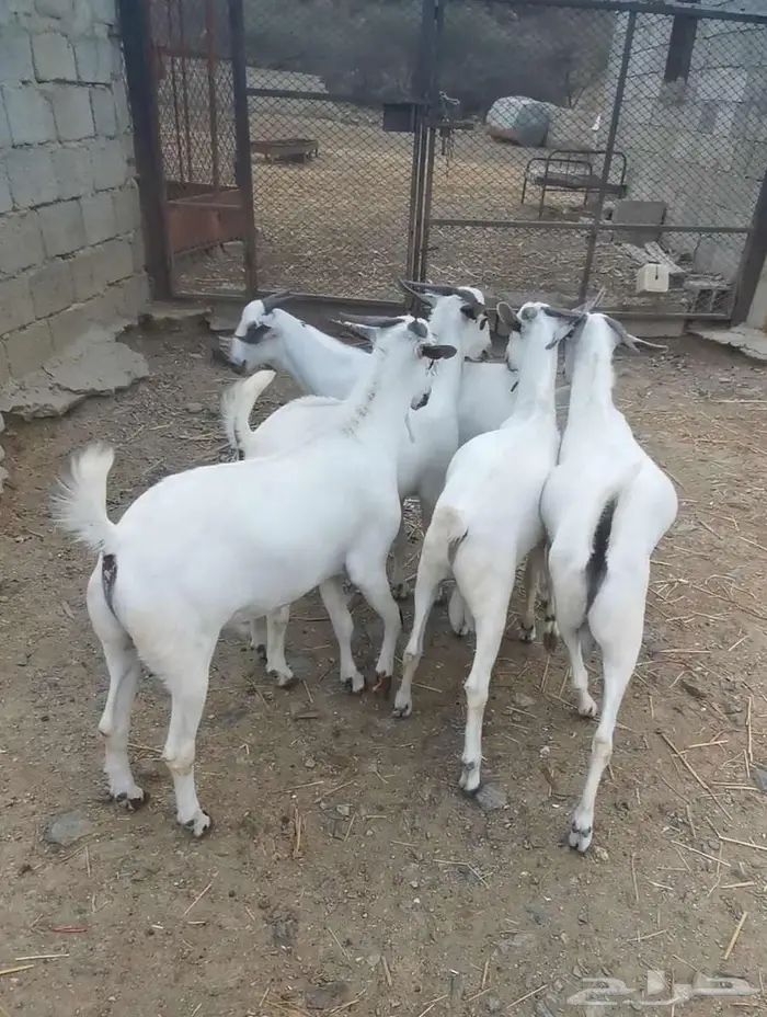 ذبايح تيوس بيشية 2