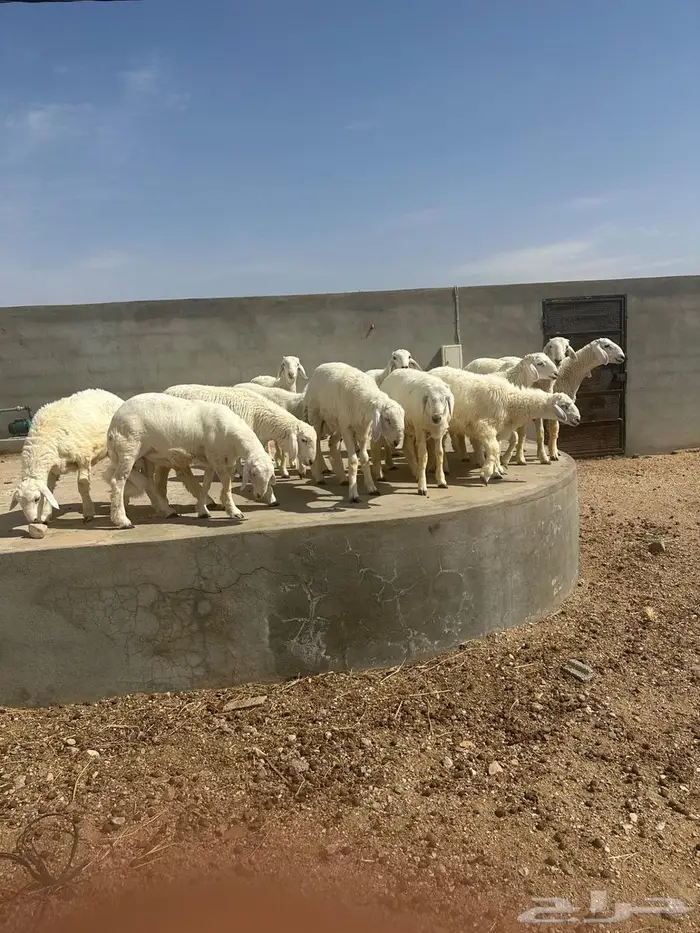 ذبائح بالتقسيط 3
