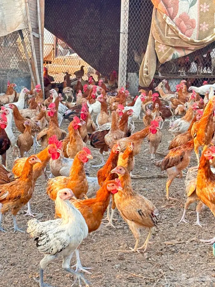 دجاج للبيع 1