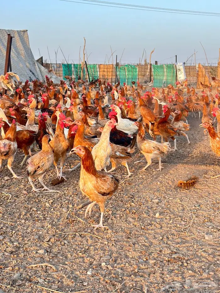 دجاج للبيع 0