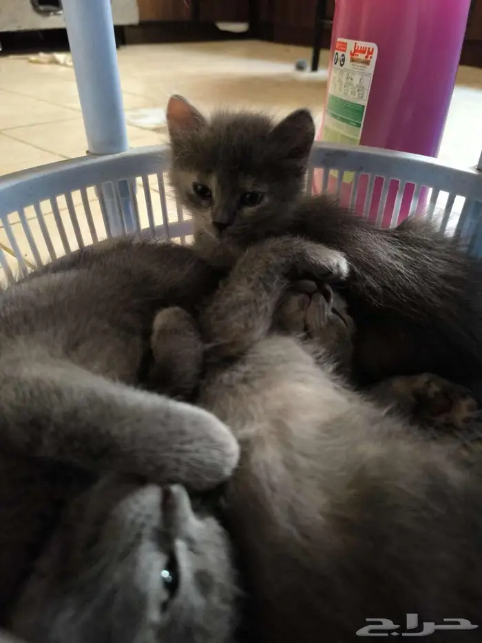4 Nebelung-Scottish Fold Mix Kittens for Sale 6