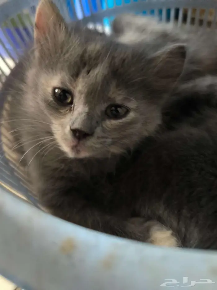 4 Nebelung-Scottish Fold Mix Kittens for Sale 2