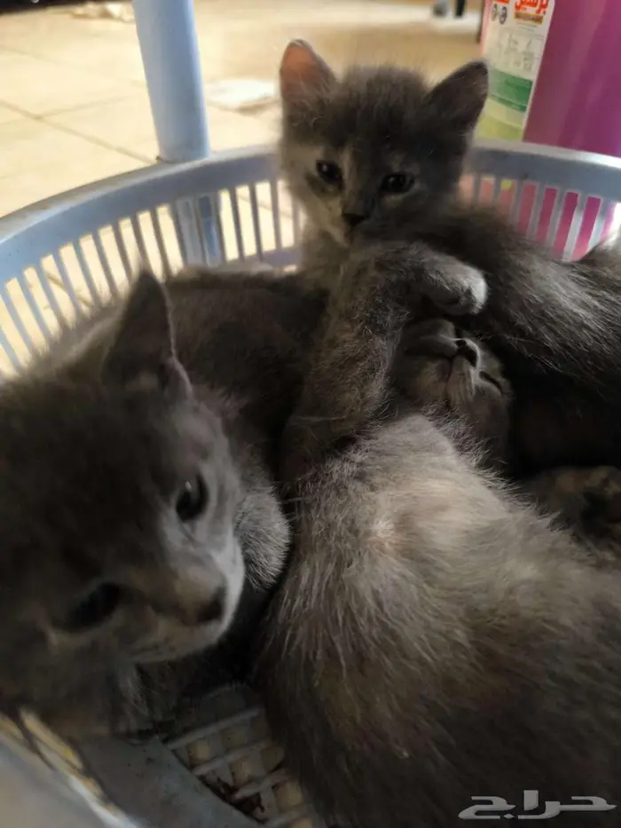 4 Nebelung-Scottish Fold Mix Kittens for Sale 5