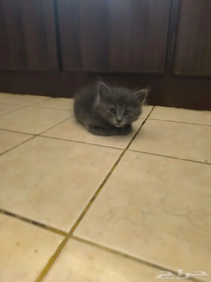 4 Nebelung-Scottish Fold Mix Kittens for Sale 4