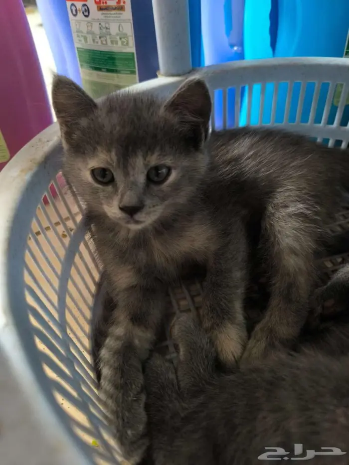 4 Nebelung-Scottish Fold Mix Kittens for Sale 1