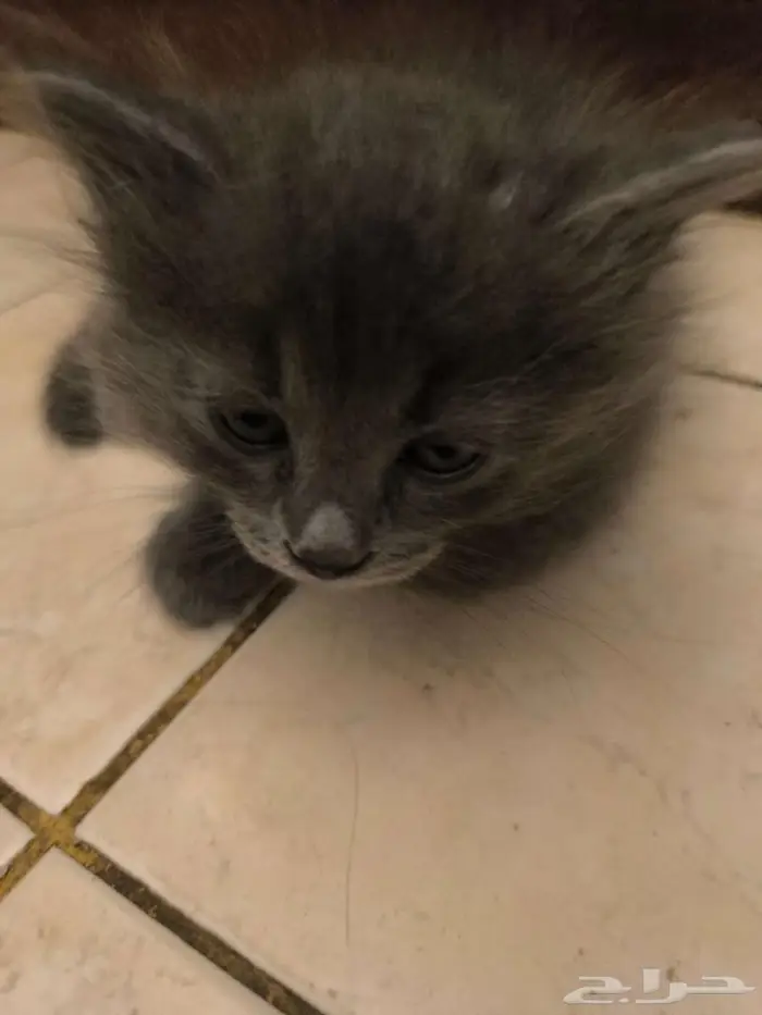 4 Nebelung-Scottish Fold Mix Kittens for Sale 0