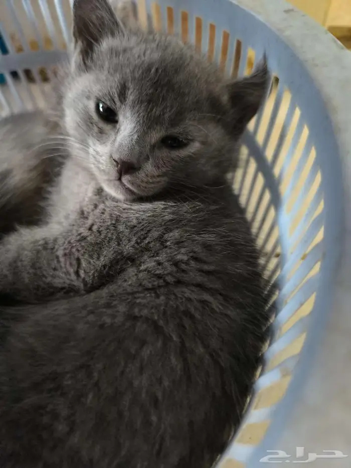 4 Nebelung-Scottish Fold Mix Kittens for Sale 3