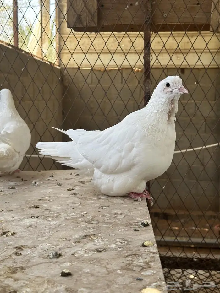 حمام فرش ابيض 2