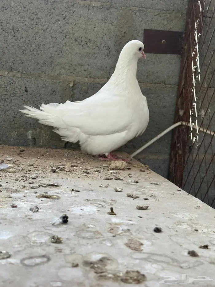 حمام فرش ابيض 1
