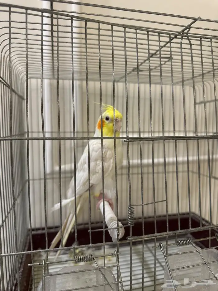 للبيع كروان اليف 2