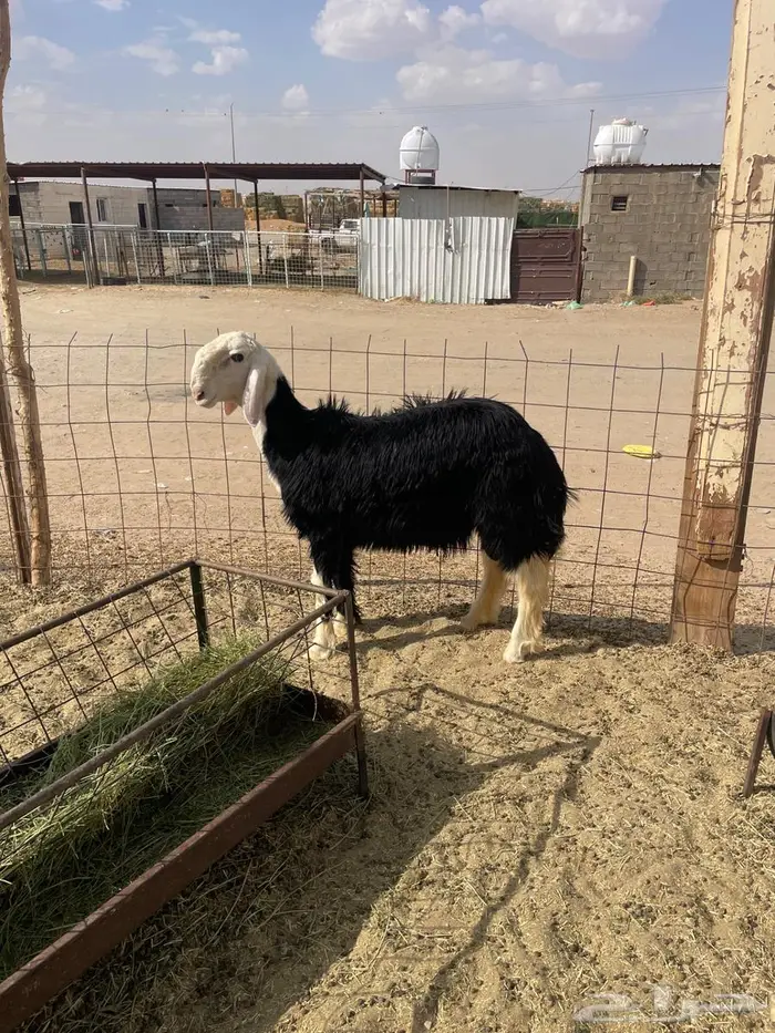طلي نجدي مشروع فحل 0