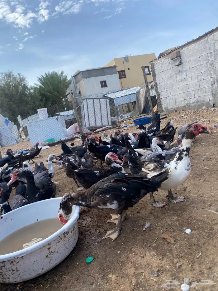 بط بلدي حوالي 100 الزايد والناقص بحقه 1