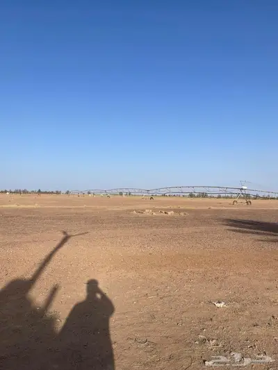 حائل الشنان 0