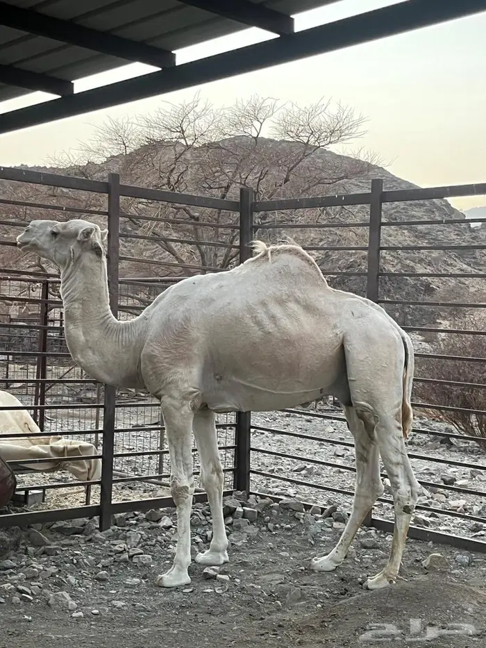 جمل حر 1