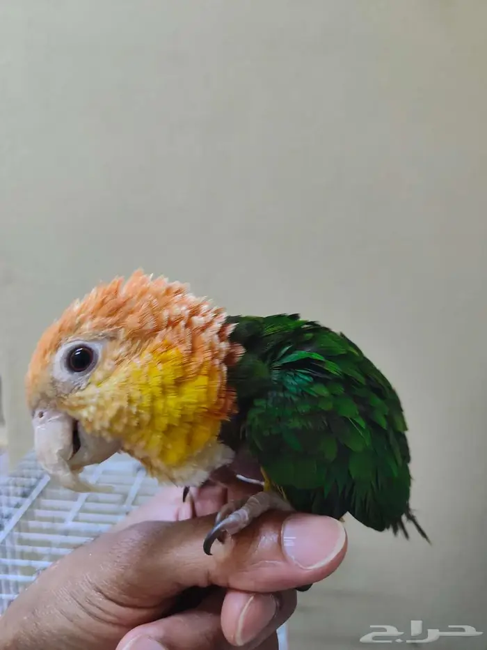 ببغاء كايكي وايت بيلي اليف ربوه كايك 2