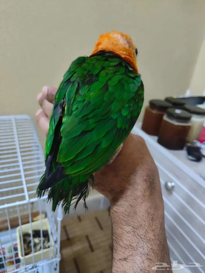 ببغاء كايكي وايت بيلي اليف ربوه كايك 3