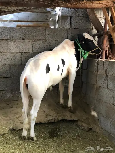 عجل هولندي سمين 0