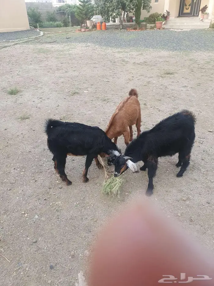 تيوس نظيفه وشرط فل شحن 2