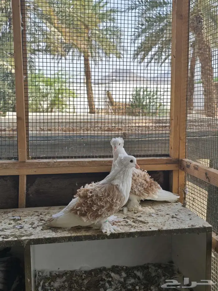 بحره 4