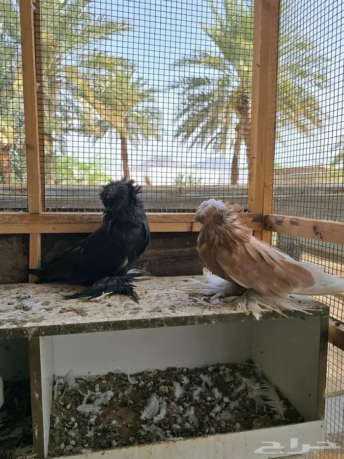 بحره 2