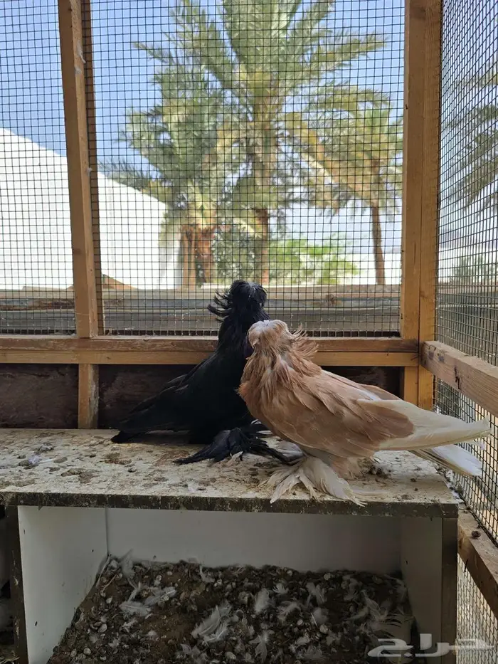 بحره 3