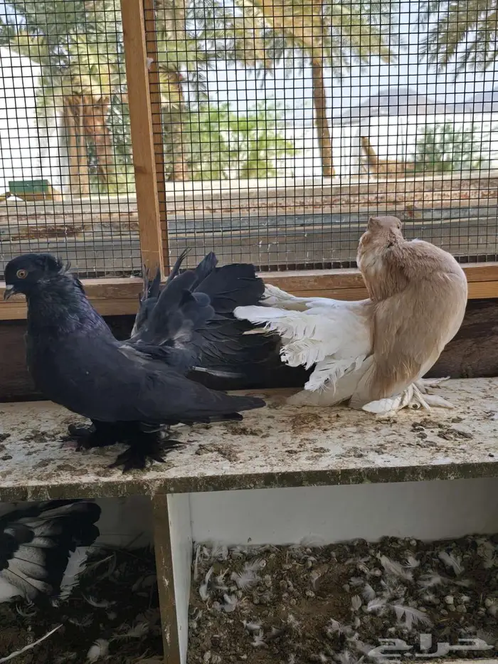بحره 5