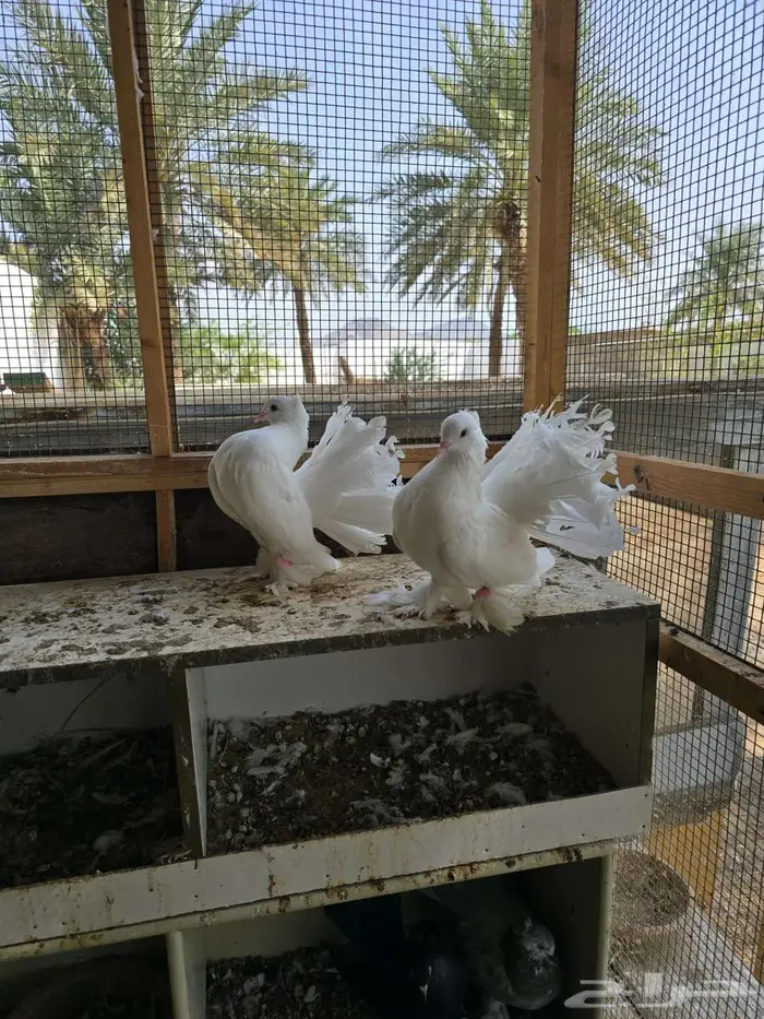 بحره 0