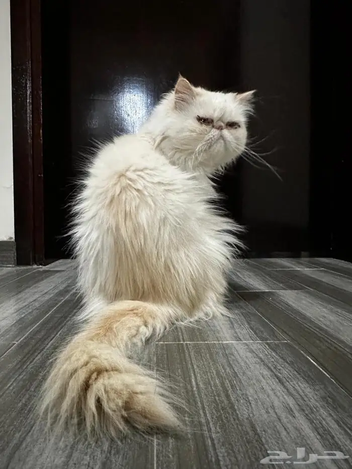 قط بكي فيس 3