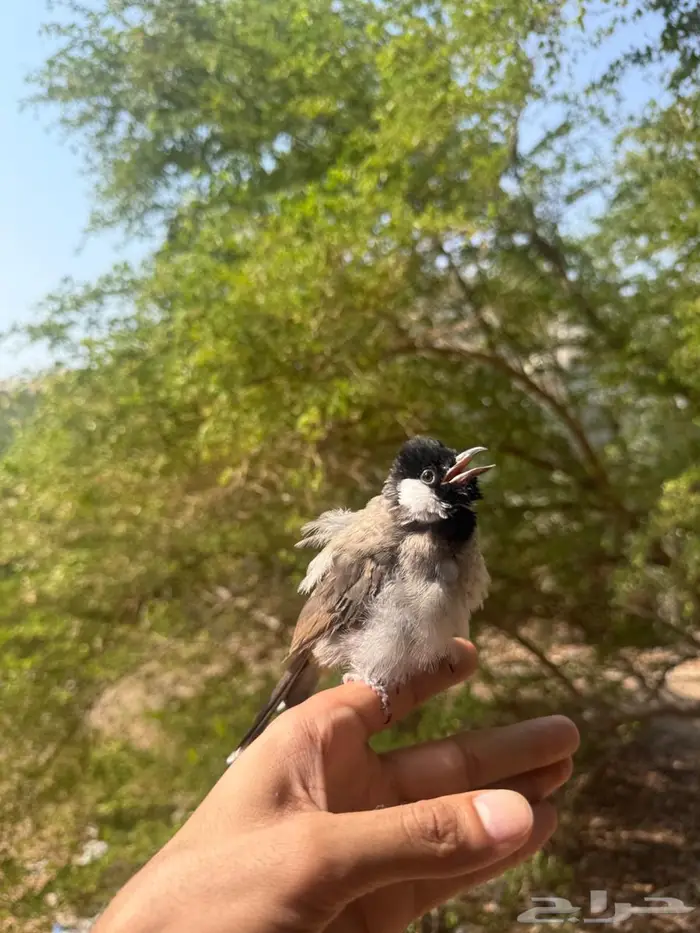 بلبل عربي 0
