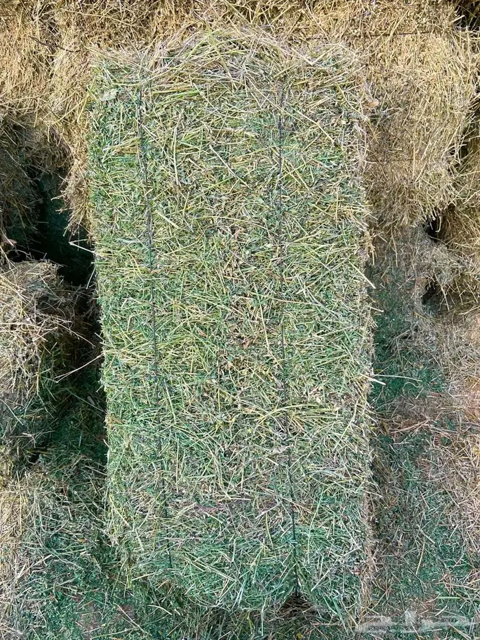 برسيم صافي ومخلوط شد جندير 1