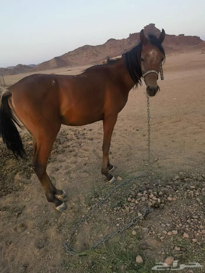 مهر شعبي اقبل البدل بغنم 0