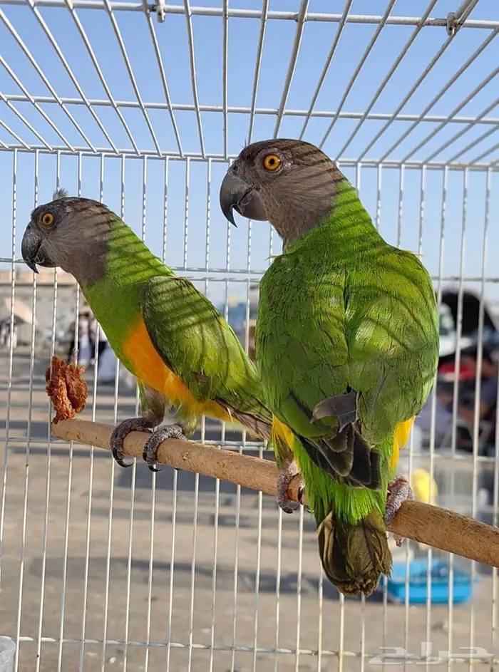 جوز سنغالي 0